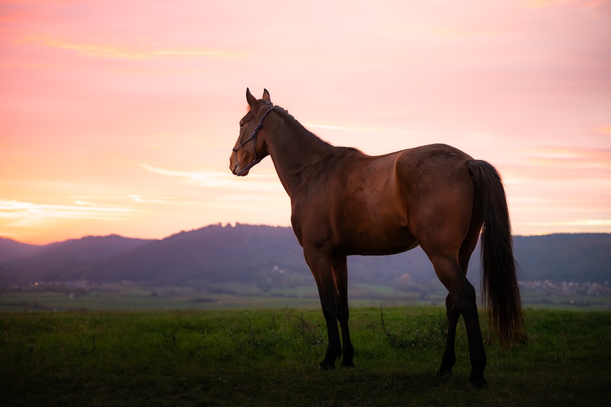 Cheval apaisé du stress après une séance de bien-être