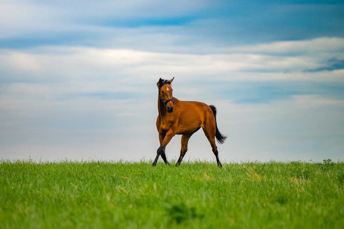 Cheval équilibré physiquement et émotionnellement