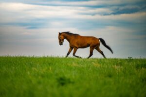 Cheval à fière allure dans une prairie verte