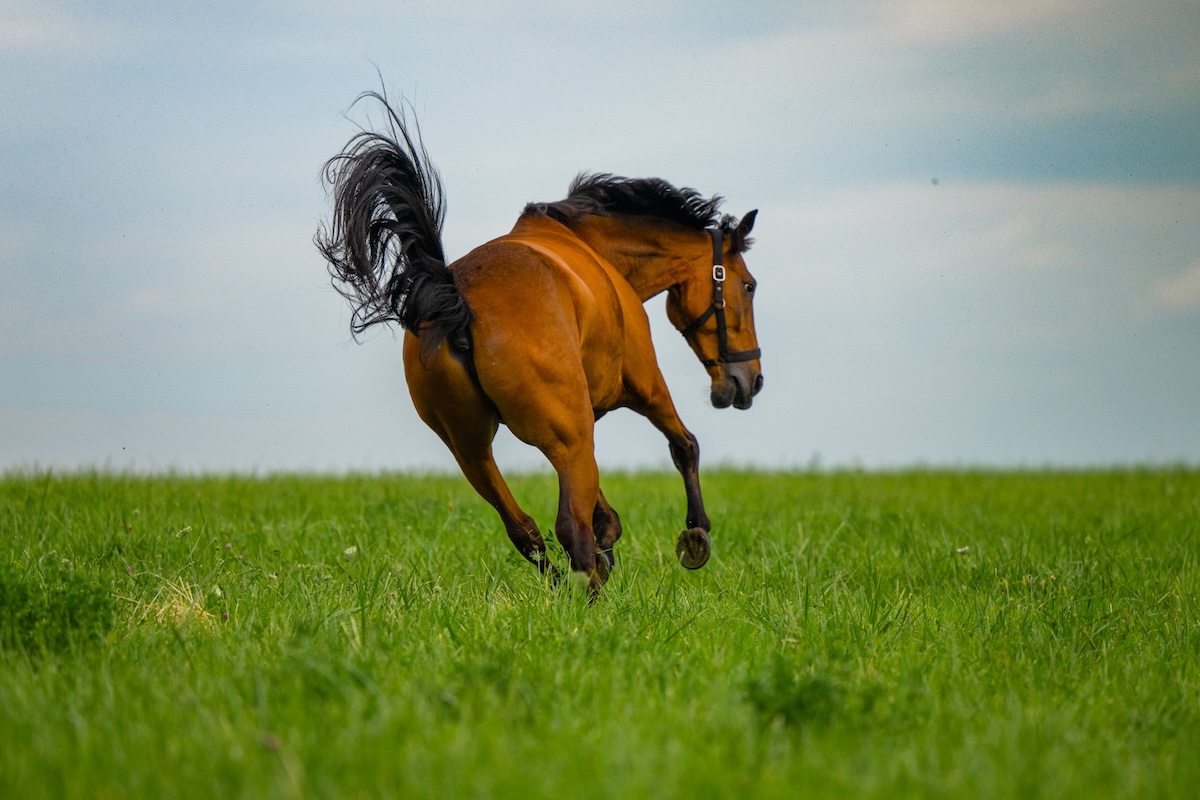 Cheval en pleine forme dans une prairie verte
