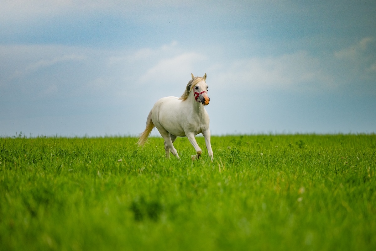 Cheval trottant en pleine liberté dans une prairie