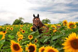 Cheval libéré du stress grâce à des remèdes naturels