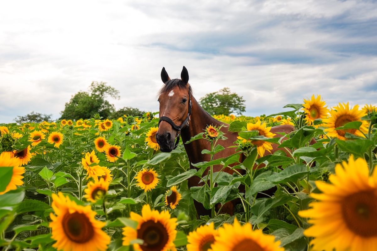Cheval libéré du stress grâce à des remèdes naturels
