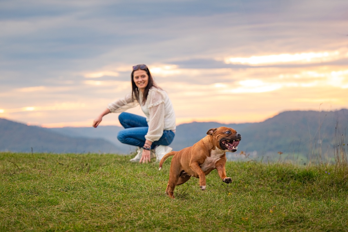 Chien plein d'énergie et en pleine santé courant énergiquement, sous le regard de la praticienne bien-être animal