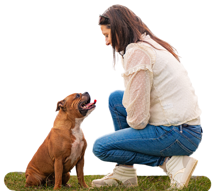 Regard chien praticienne transparence